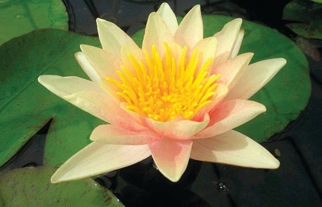 Nymphaea 'Paul Hariot'