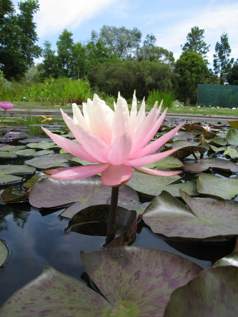 Nymphaea 'Peach & Cream'