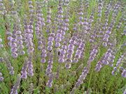 mentha pulegium pennyroyal marginal pond plants mp077