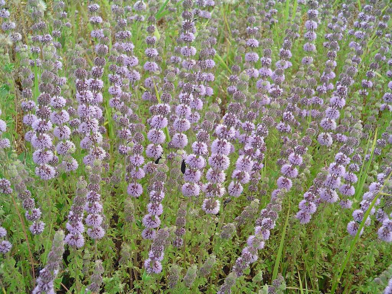 mentha pulegium pennyroyal marginal pond plants mp077