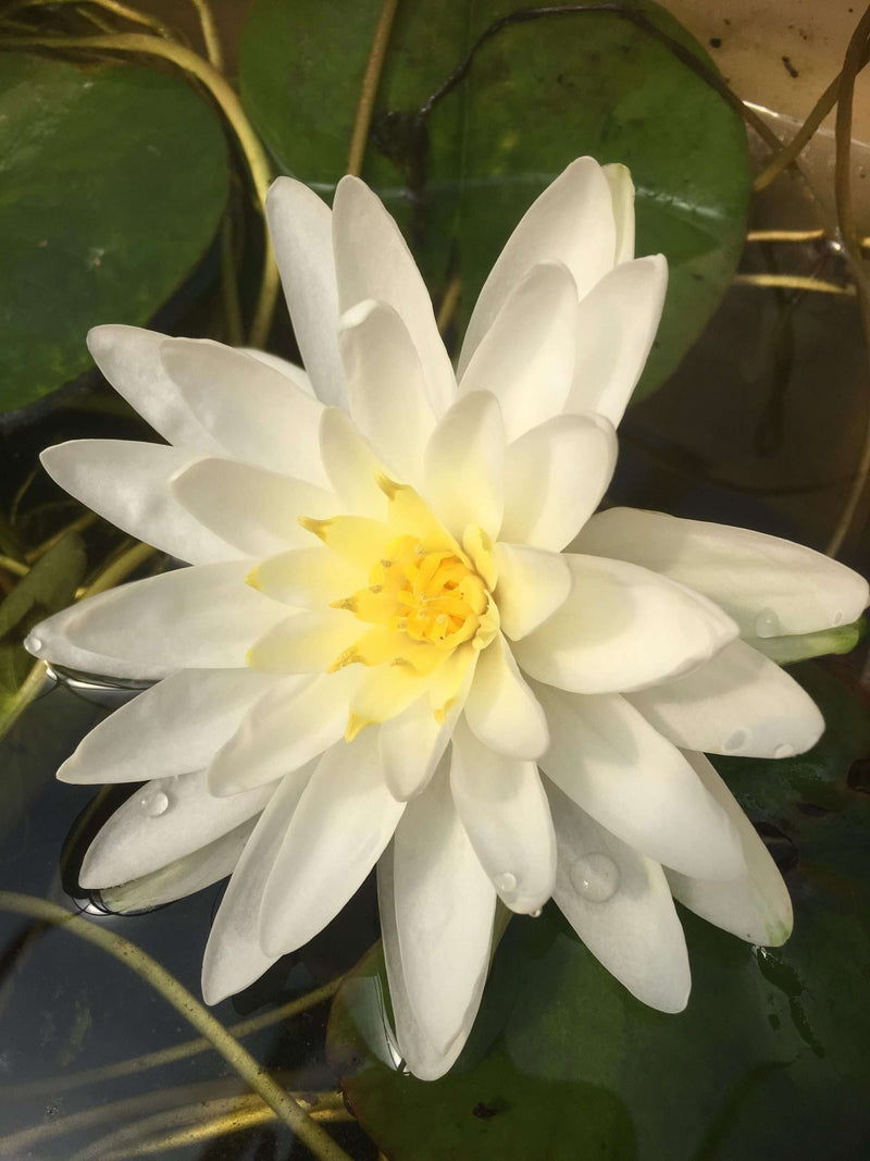 Nymphaea 'Perry's Double White'
