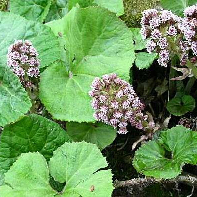 petasites hybridus umbrella plant marginal pond plants mp089a