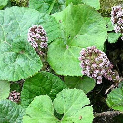 petasites japonicus giganteus marginal pond plants mp089b