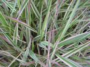 phalaris arundinacea var picta gardener s garters marginal pond plants bp093