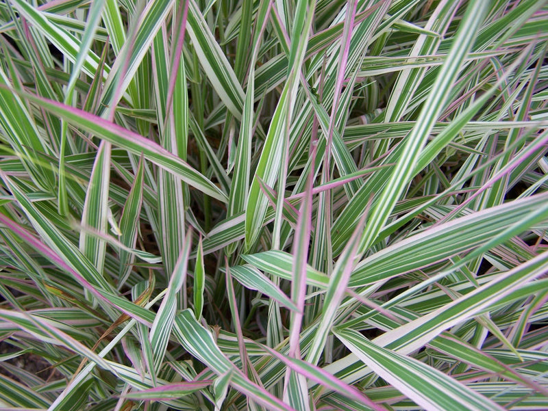 phalaris arundinacea var picta gardener s garters marginal pond plants bp093