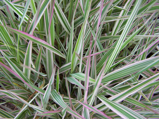 phalaris arundinacea var picta gardener s garters marginal pond plants bp093