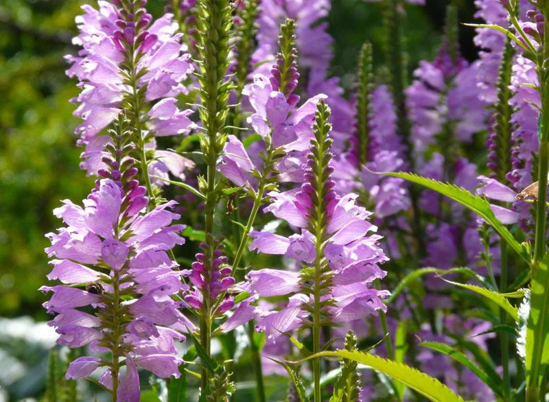 physostegia virginiana obedient plant marginal pond plants mbp094