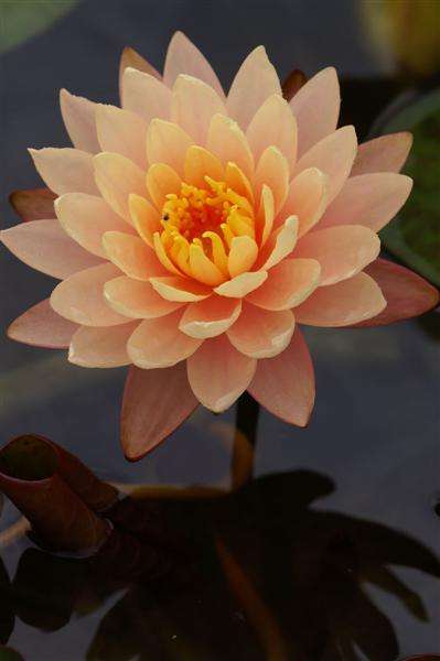 Nymphaea 'Mangkala Ubol'