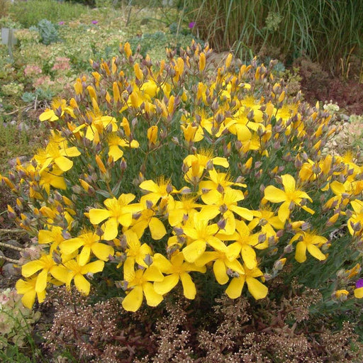 hypericum polyphyllum grandiflorum marginal pond plants mp047b
