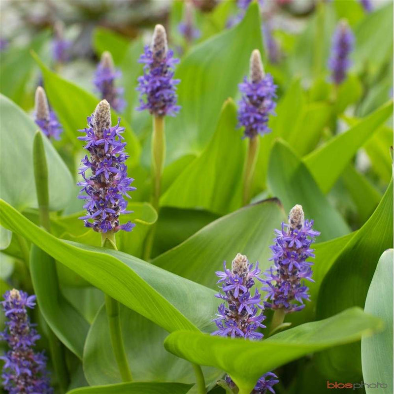 pontederia cordata lanceolata giant pickerel weed marginal pond plants mp095