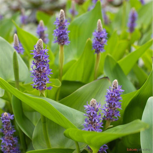 pontederia cordata lanceolata giant pickerel weed marginal pond plants mp095