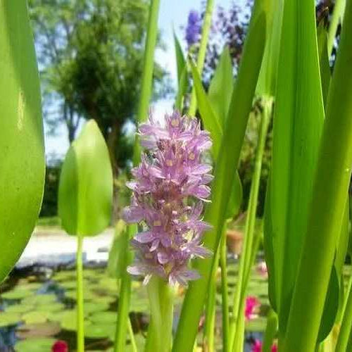 pontederia cordata pink marginal pond plants mp094