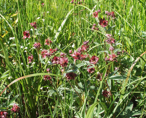 potentilla palustris marsh cinquefoil marginal pond plants mp096