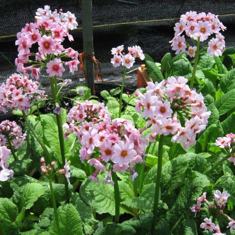 primula japonica marginal pond plants bp098