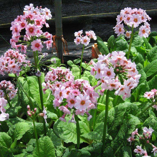 primula japonica marginal pond plants bp098