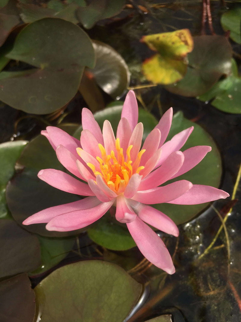 Nymphaea 'Princess Elizabeth'
