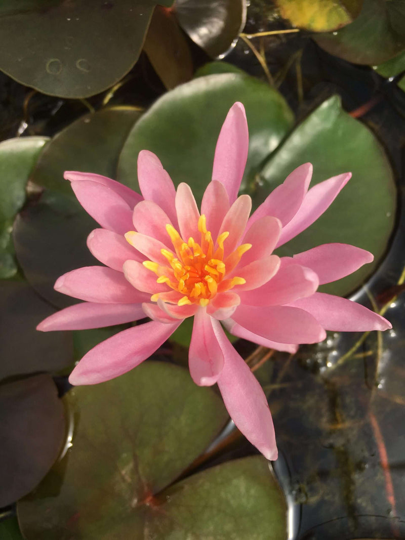 Nymphaea 'Princess Elizabeth'