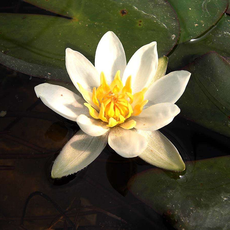 Nymphaea 'Pygmaea Alba'