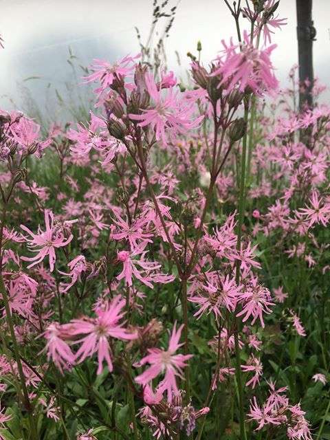 lychnis flos cuculi ragged robin marginal pond plants mp069