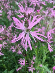 lychnis flos cuculi ragged robin marginal pond plants mp069