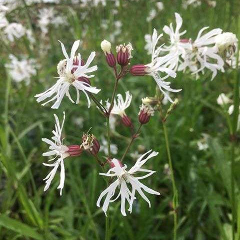 lychnis flos cuculi alba white ragged robin marginal pond plants mp070