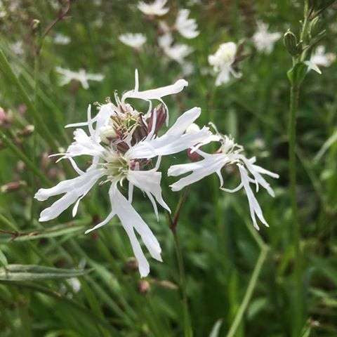 lychnis flos cuculi alba white ragged robin marginal pond plants mp070