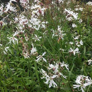 lychnis flos cuculi alba white ragged robin marginal pond plants mp070