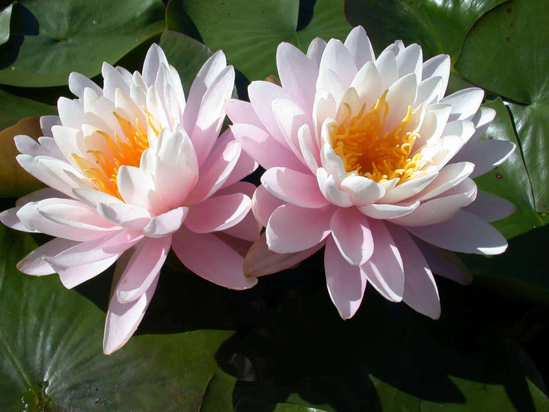 Nymphaea 'Ray Davis'