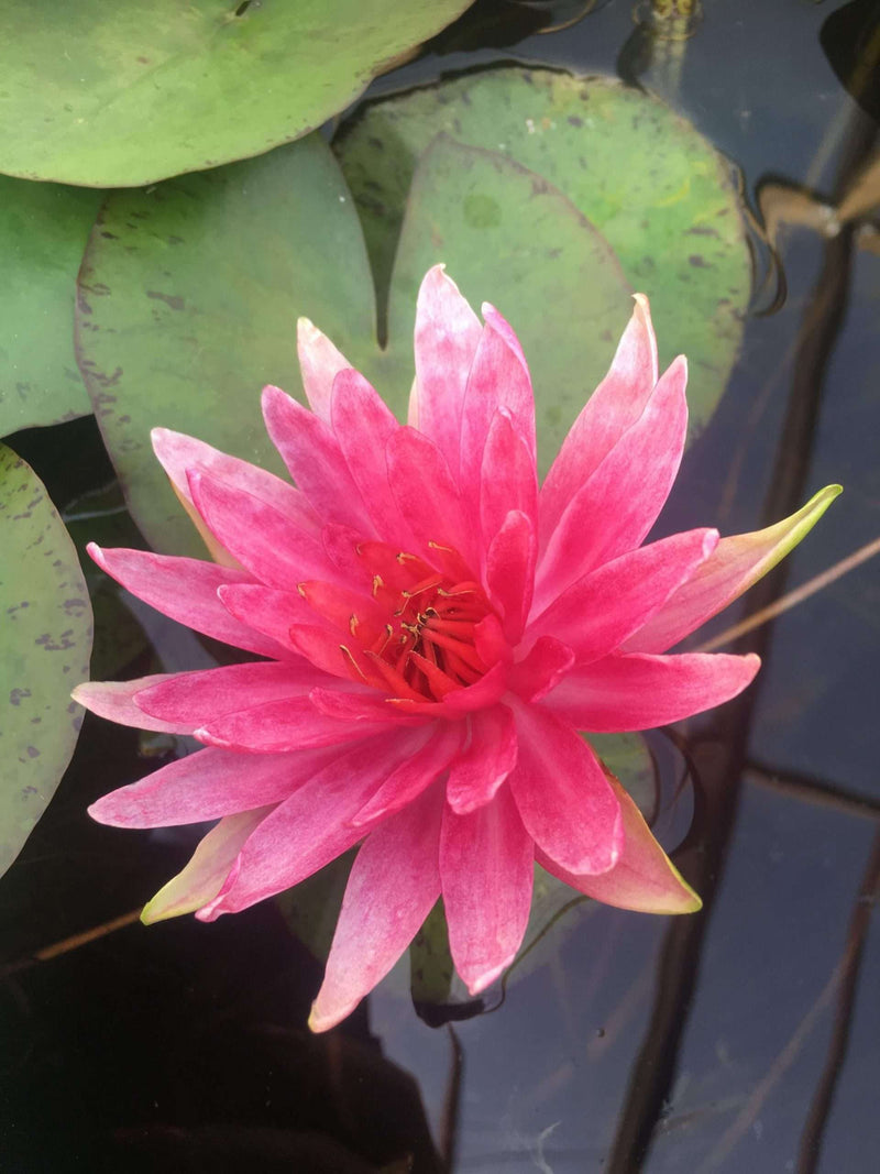 Nymphaea 'Red Spider'