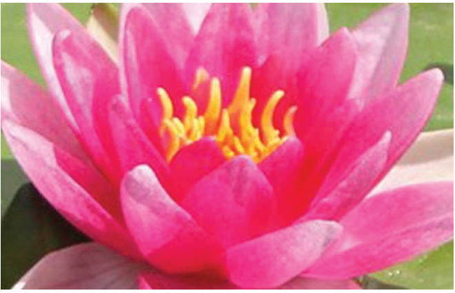 Nymphaea 'Rene Gerard'