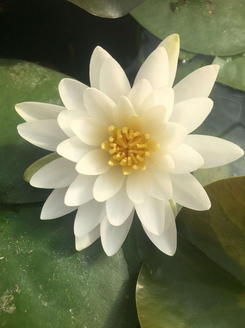 Nymphaea 'Rosanna'