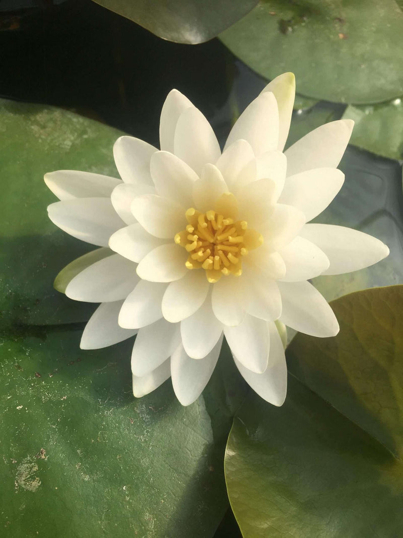 Nymphaea 'Rosanna'