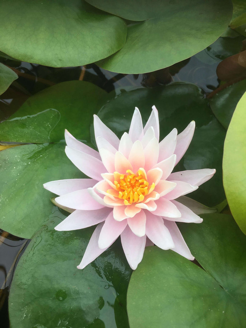 Nymphaea 'Rose Arey'