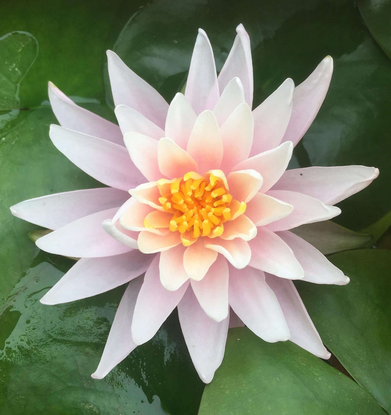 Nymphaea 'Rose Arey'