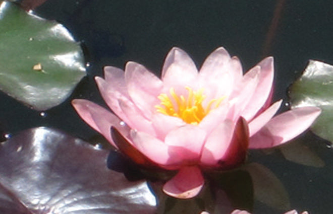 Nymphaea 'Rose Nymph'