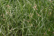 juncus maritimus sea rush marginal pond plants mp067a