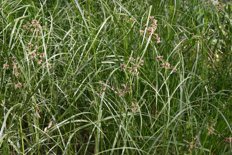 juncus maritimus sea rush marginal pond plants mp067a