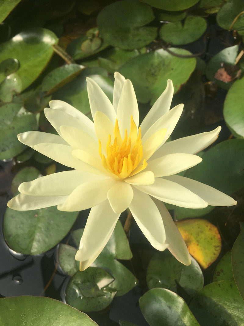 Nymphaea 'Sioux'