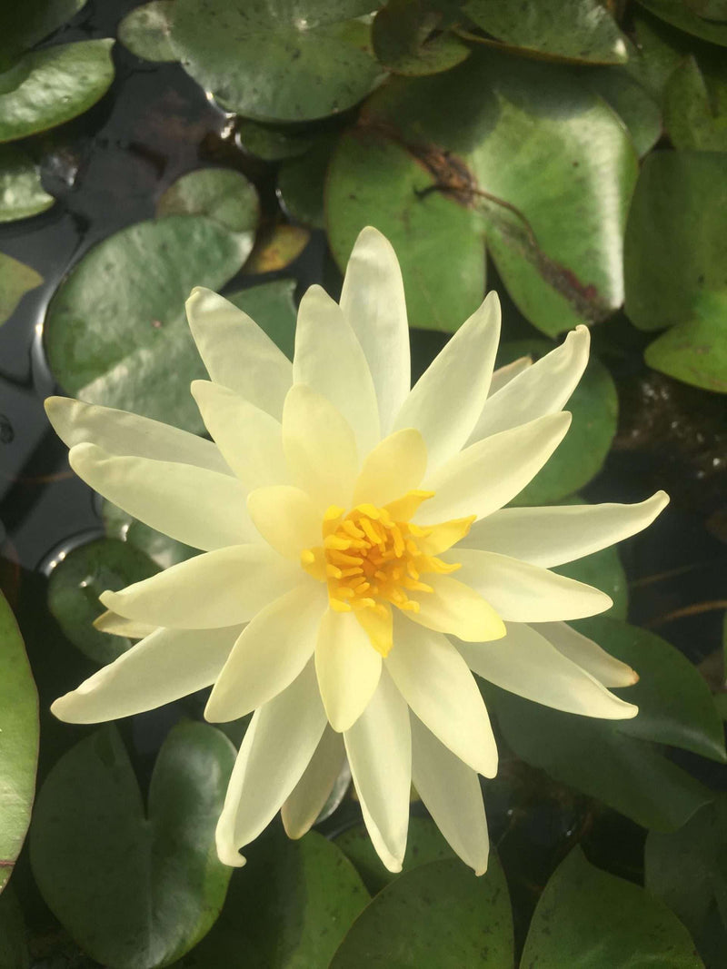 Nymphaea 'Sioux'