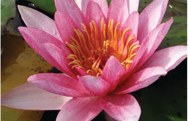 Nymphaea 'Sultan'