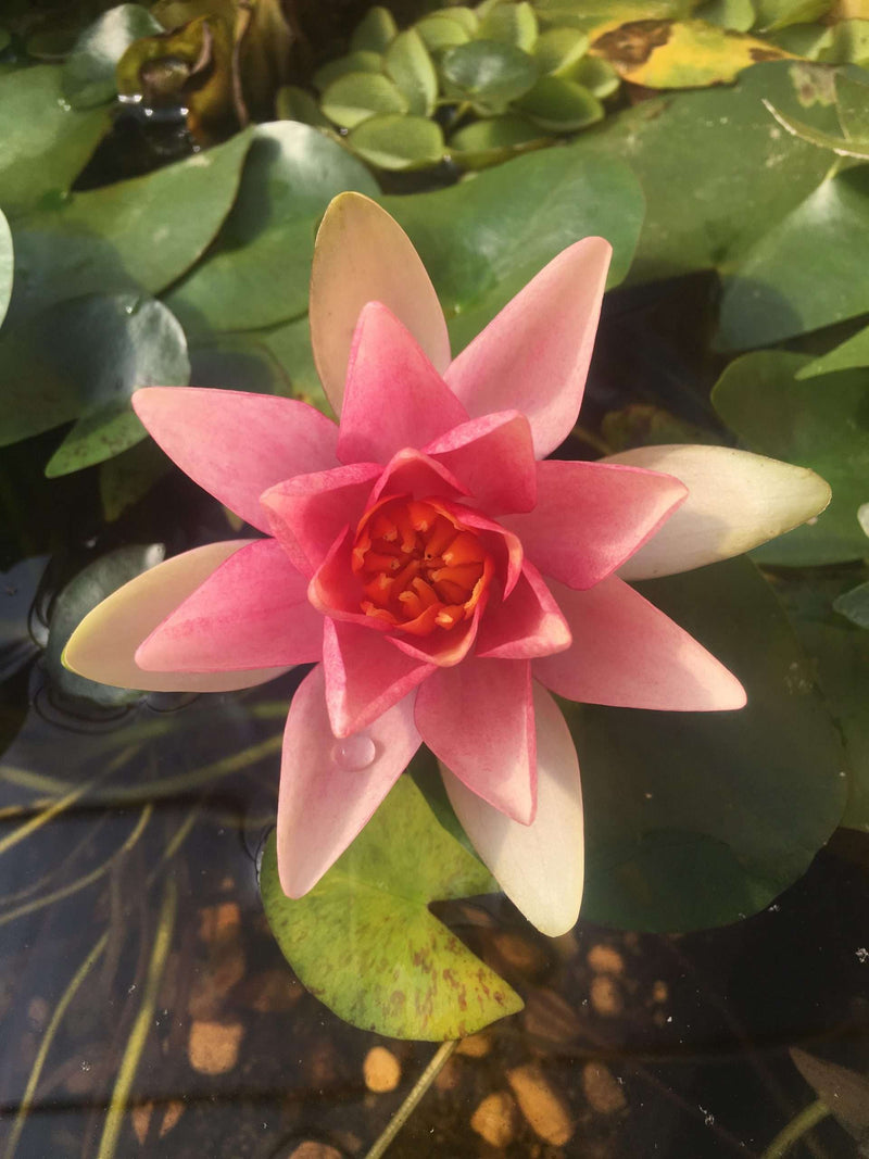Nymphaea 'Solfatare'