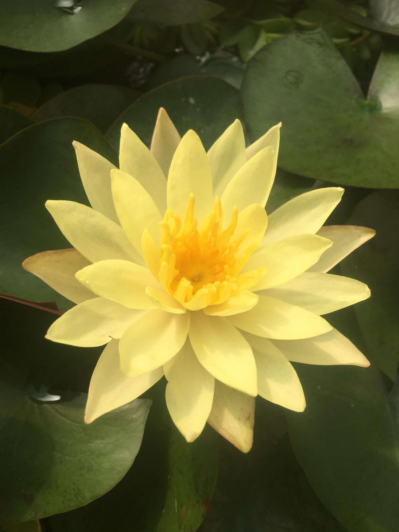 Nymphaea 'Sulphurea'