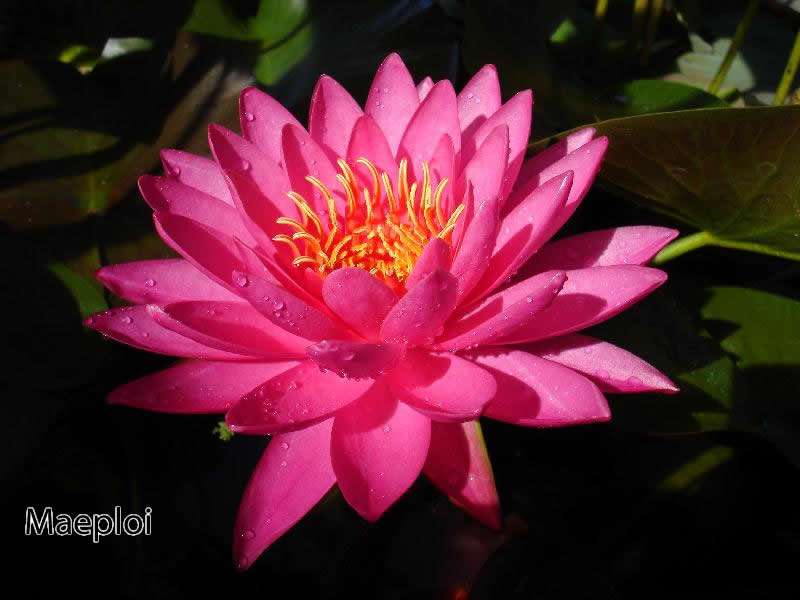 Nymphaea 'Maeploi' (Night Bloom) Tropical