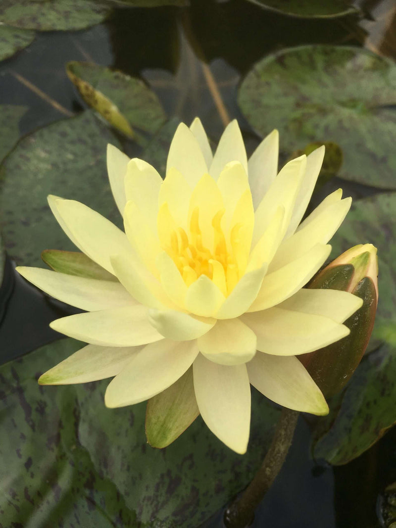 Nymphaea 'Texas Dawn'