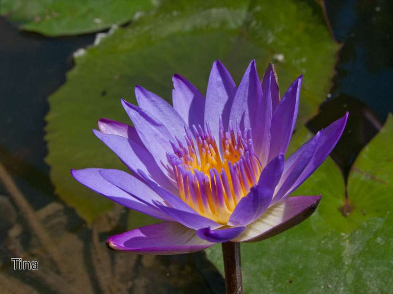 Nymphaea 'Tina' Tropical