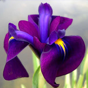 iris ensata variegata bp050