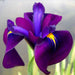 Iris ensata 'Variegata'