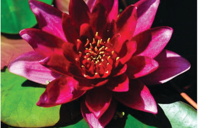 Nymphaea 'Vesuve'