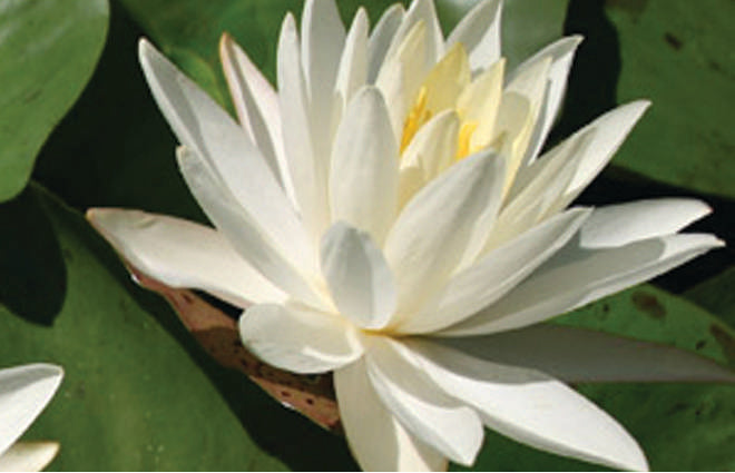 Nymphaea 'Virgania'