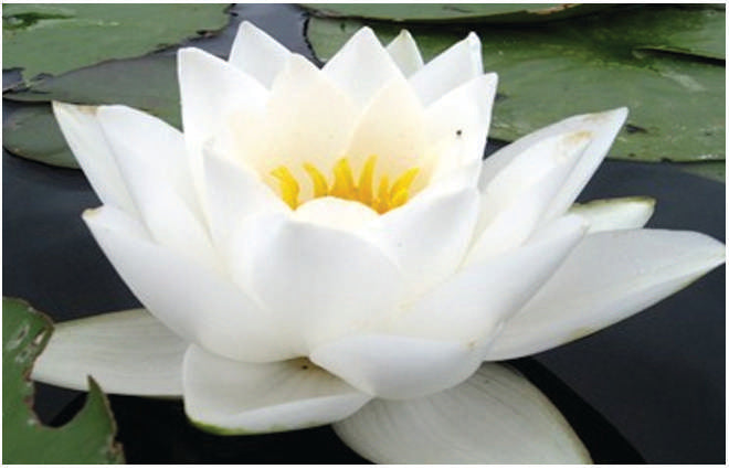 Nymphaea 'Virganilis'